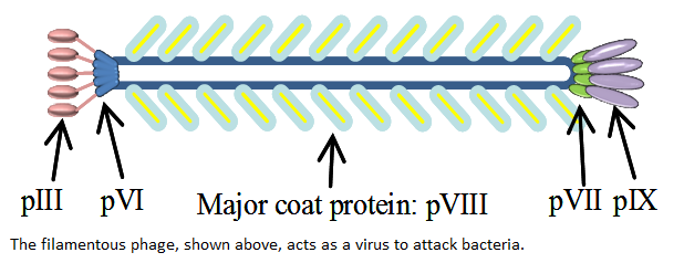 Filamentous Phage