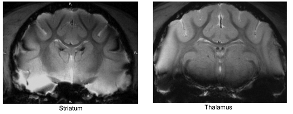 Cat Brain 7T