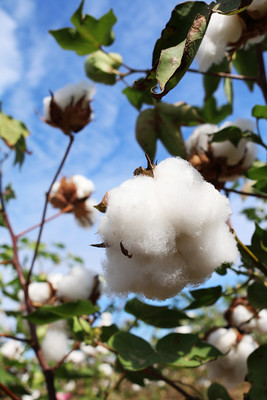 Cotton plant.