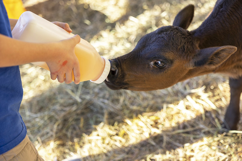 Feeding a baby cow.