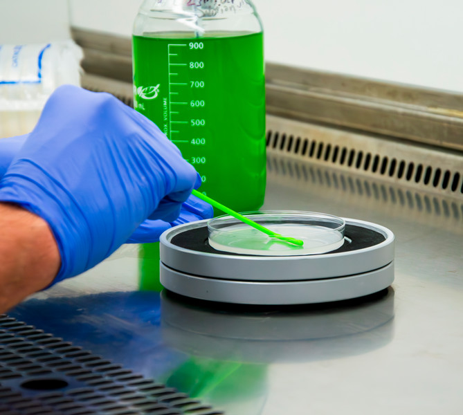 Agar plate being swabbed with algae cells