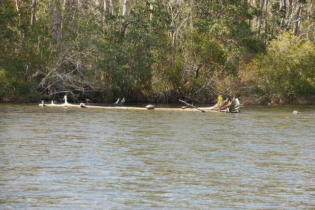 Perdido Bay