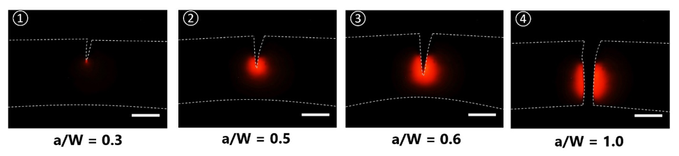 Sequence of fluorescent images