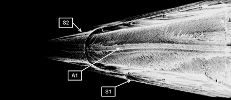 Oscillations of Slender Delta