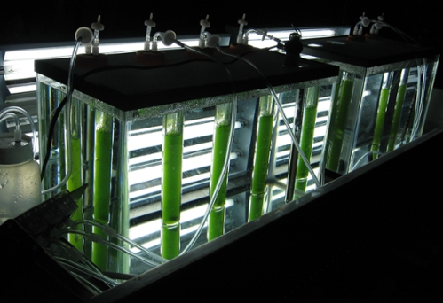Photobioreactor system