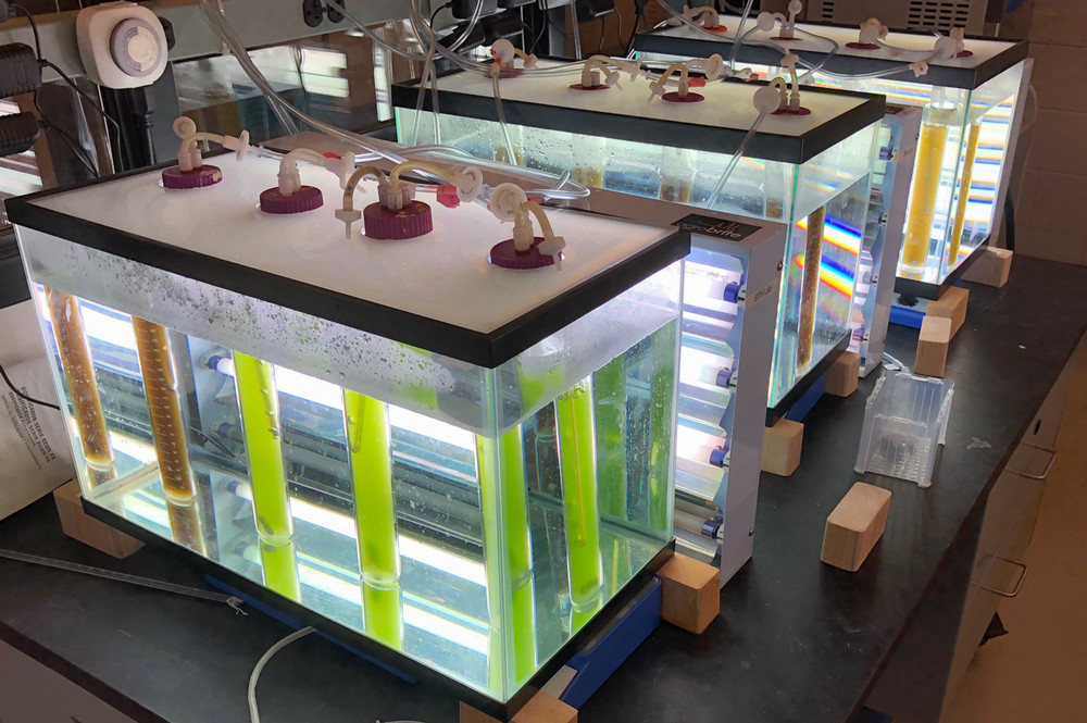 Algae reactors