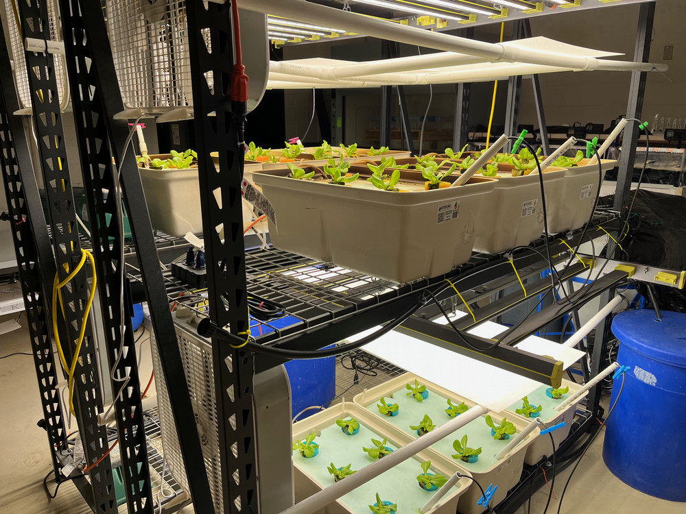 Poultryponics lettuce