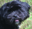 _puppy pictures_
