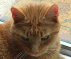 _cat pictures_