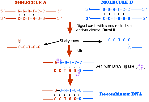 Recombinant Dna